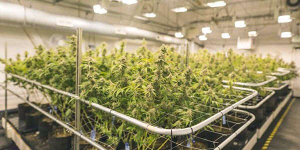 Environmental Monitoring for Cannabis Growers